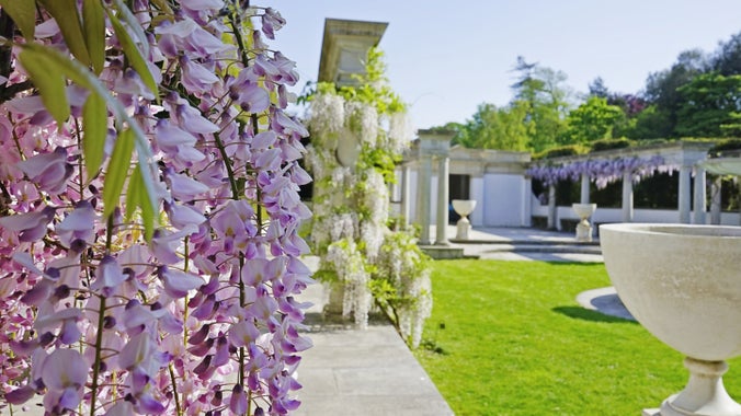 Wisteria in bloom at Dyffryn Gardens, near Cardiff. Purple blooms in the left foreground with a second wisteria on a pillr behind, blooming in white. A large urn and green grass to the right with further wisteria behind.